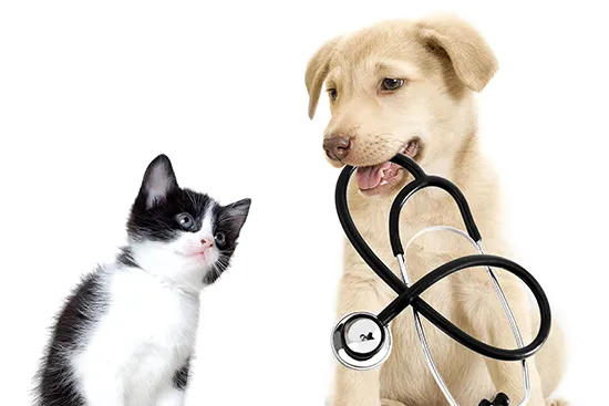 central-shore-vet-cat-services