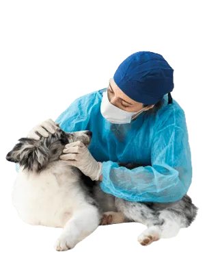 dct-pet-care-12