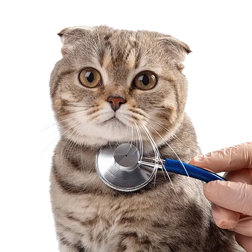 cat-additional-services