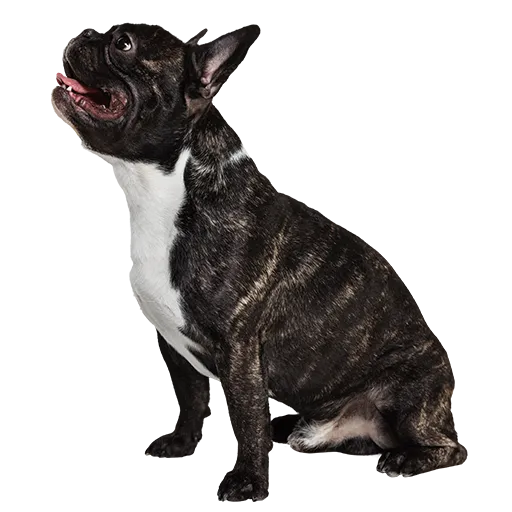 dog-additional-services