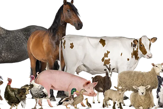 farm-animal-care-near-me